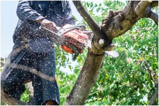 tree services Pryor Creek